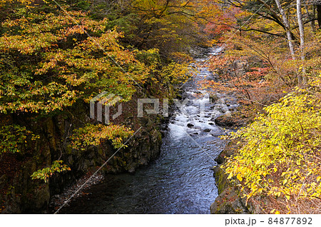 日原川の紅葉 84877892