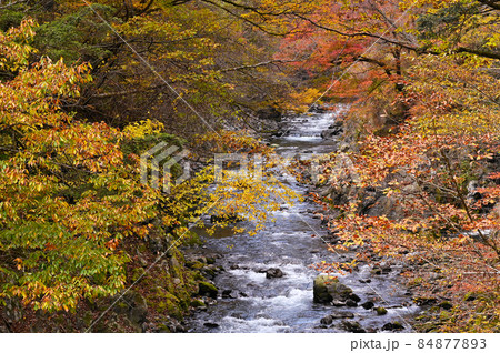 日原川の紅葉 84877893