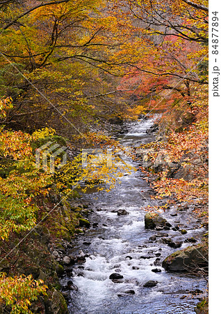 日原川の紅葉 84877894