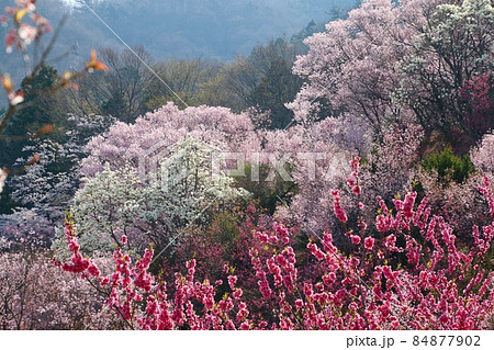 花見山の桜（福島県・福島市） 84877902