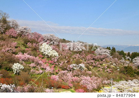 花見山の桜(福島県・福島市) 花見山の桜(福島県・福島市) 84877904
