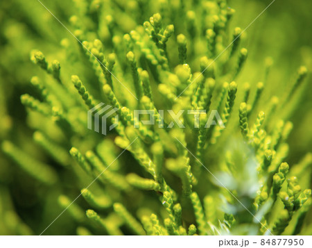 一般的な植物のズームアップ画像 一般的な植物のズームアップ画像 84877950