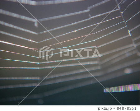 マクロレンズ（拡大）で撮影した「蜘蛛の糸」画像素材 84878551