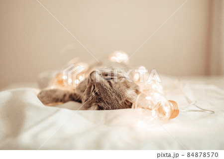 Tabby grey cat lying on cozy bed with christmas golden lights bokeh and a gift boxes. Cute kitten relaxing and playing with gold ball toy. 2022 Winter holidays. Tabby grey cat lying on cozy bed with christmas golden lights bokeh and a gift boxes. Cute kitten relaxing and playing with gold ball toy. 2022 Winter holidays. 84878570
