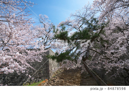 【日本100名城】津山城 マツとソメイヨシノの花咲く裏下門の石垣 岡山県津山市 【日本100名城】津山城 マツとソメイヨシノの花咲く裏下門の石垣 岡山県津山市 84878598