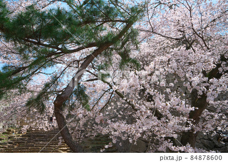 【日本100名城】津山城 ソメイヨシノの花咲く石垣とマツ 岡山県津山市 【日本100名城】津山城 ソメイヨシノの花咲く石垣とマツ 岡山県津山市 84878600