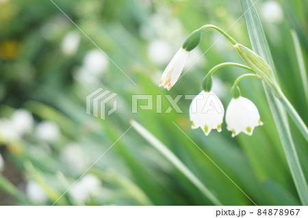 スノーフレーク 84878967