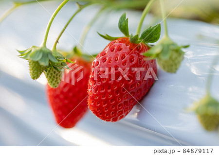 いちご狩り園のいちご 84879117