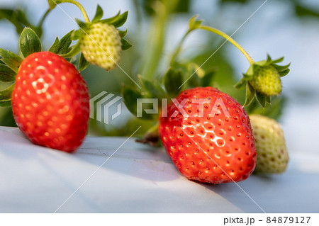 いちご狩り園のいちご いちご狩り園のいちご 84879127