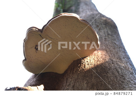 見事なサルノコシカケ 見事なサルノコシカケ 84879271