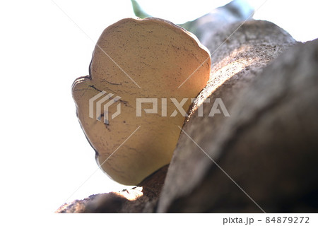 見事なサルノコシカケ 見事なサルノコシカケ 84879272