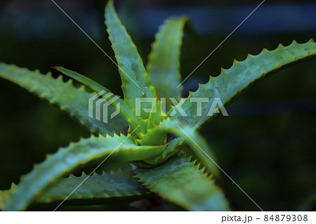 マクロレンズ(拡大)で撮影した「植物」アロエ(サボテン) マクロレンズ(拡大)で撮影した「植物」アロエ(サボテン) 84879308