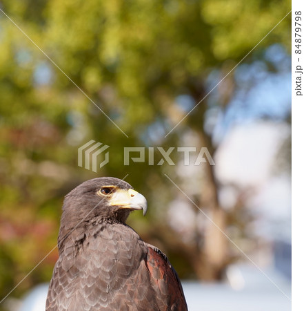 ハリスホーク／モモアカノスリ／鷹 84879798