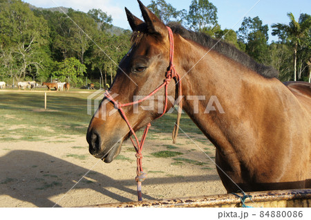 空と緑と白馬と。 空と緑と白馬と。 84880086
