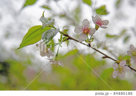 普門寺のヒマラヤザクラ～愛知県・豊橋市 84880186
