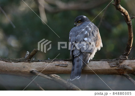 ハイタカ　タカ　鷹　北海道野鳥 84880305