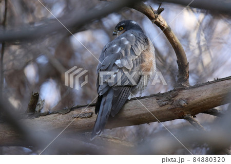 ハイタカ タカ 鷹 北海道野鳥 ハイタカ タカ 鷹 北海道野鳥 84880320