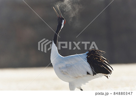 天を仰いで鳴くタンチョウ（北海道） 84880347