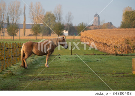 farm horse in the meadow 84880408