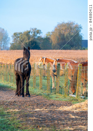farm horse in the meadow 84880411