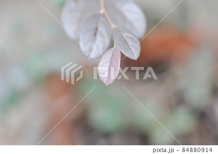 Chinese Fringe Flower or Loropetalum chinense in blur background Chinese Fringe Flower or Loropetalum chinense in blur background 84880914