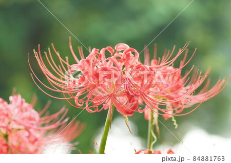 曼珠沙華 曼珠沙華 84881763