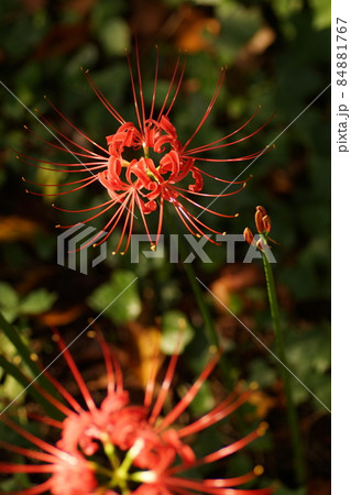 曼珠沙華 曼珠沙華 84881767