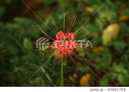 曼珠沙華 曼珠沙華 84881768