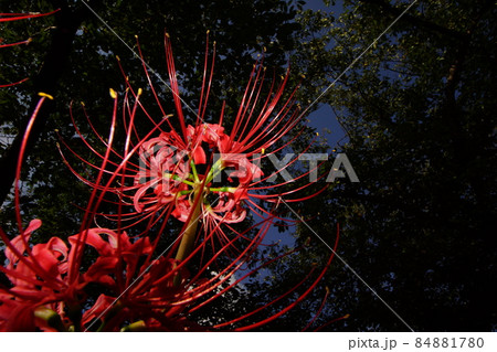 曼珠沙華 曼珠沙華 84881780