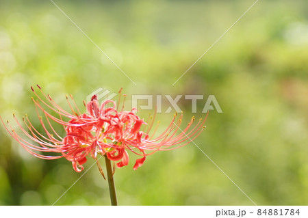 曼珠沙華 曼珠沙華 84881784