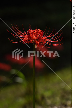 曼珠沙華 曼珠沙華 84881948