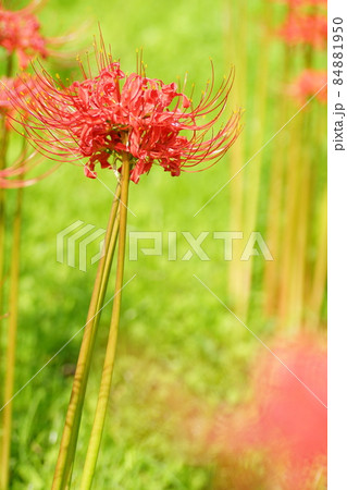 曼珠沙華 曼珠沙華 84881950