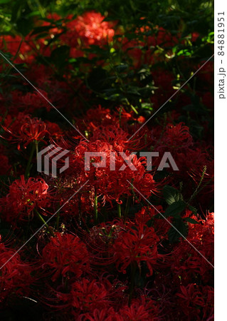 曼珠沙華 曼珠沙華 84881951