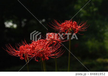 曼珠沙華 84881952