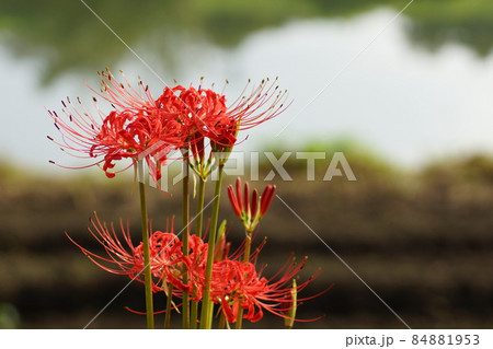 曼珠沙華 84881953