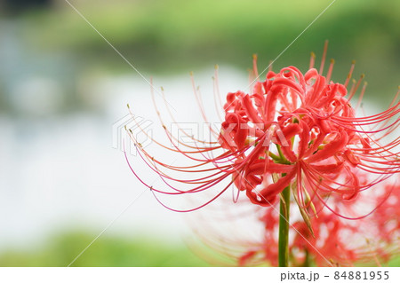 曼珠沙華 84881955