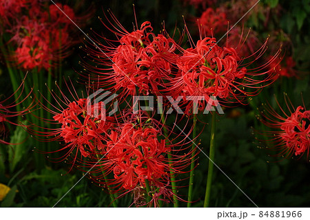 曼珠沙華 曼珠沙華 84881966