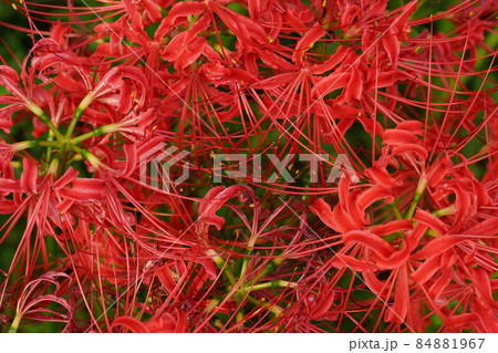 曼珠沙華 曼珠沙華 84881967