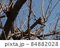近づく春を待つ桜のつぼみ 84882028