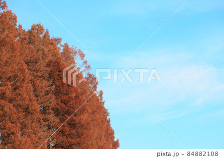東京都 メタセコイアの紅葉 東京都 メタセコイアの紅葉 84882108