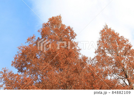 東京都 メタセコイアの紅葉 東京都 メタセコイアの紅葉 84882109