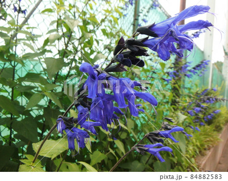 青紫色をしたサルビア（メドーセージ）の花 84882583