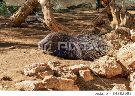 Hystrix indica, Indian crested porcupine in Tabernas desert, Andalusia, Spain Hystrix indica, Indian crested porcupine in Tabernas desert, Andalusia, Spain 84882992