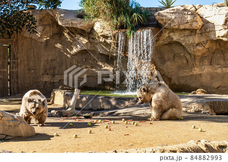 Brown bear, Ursus arctos in Tabernas desert, Andalusia, Spain Brown bear, Ursus arctos in Tabernas desert, Andalusia, Spain 84882993