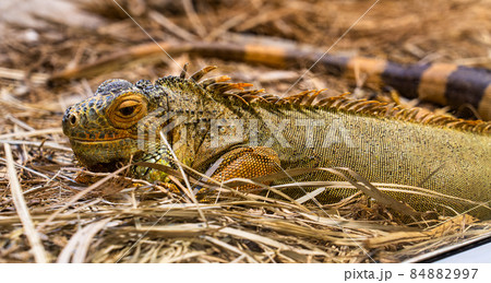 Philippine sailfin lizard in Tabernas desert, Andalusia, Spain Philippine sailfin lizard in Tabernas desert, Andalusia, Spain 84882997
