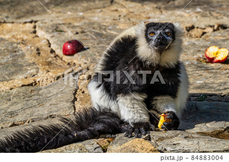 Black and white ruffed lemur in Jerez de la Frontera, Andalusia, Spain Black and white ruffed lemur in Jerez de la Frontera, Andalusia, Spain 84883004
