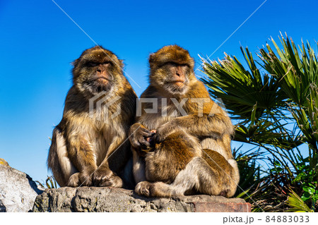 Wild macaque or Gibraltar monkey, attraction of the British overseas territory. Wild macaque or Gibraltar monkey, attraction of the British overseas territory. 84883033