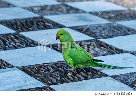 Rose-ringed Parakeet, Psittacula krameri in Alameda Apodaca park Cadiz Spain 84883038