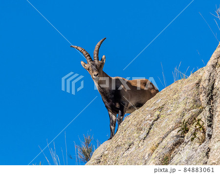 The Iberian ibex, Capra pyrenaica in the Gredos mountains near Navacepeda, Castile Leon Spain The Iberian ibex, Capra pyrenaica in the Gredos mountains near Navacepeda, Castile Leon Spain 84883061