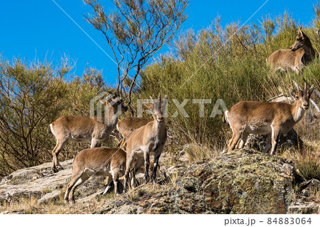 The Iberian ibex, Capra pyrenaica in the Gredos mountains near Navacepeda, Castile Leon Spain 84883064